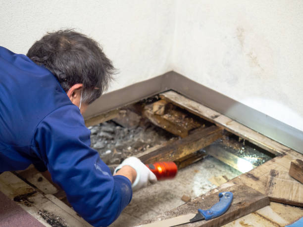 Best Water Damage Restoration  in Rafter J Ranch, WY