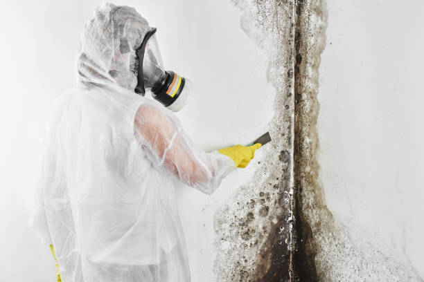 Best Residential Mold Removal  in Rafter J Ranch, WY