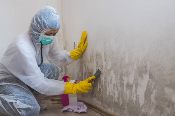 Professional Mold Removal in Rafter J Ranch, WY