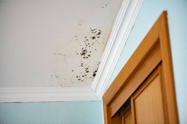 Best Local Mold Removal Service  in Rafter J Ranch, WY