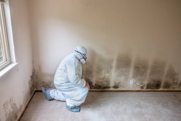 Best Black Mold Removal  in Rafter J Ranch, WY