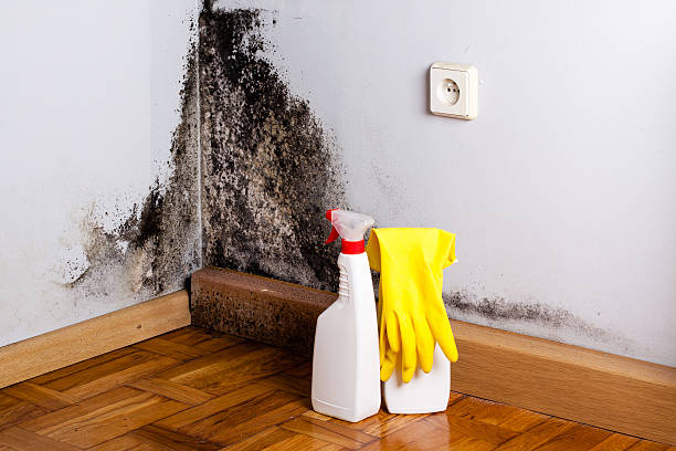 Certified Mold Removal in Rafter J Ranch, WY