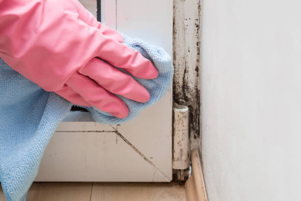 Best Affordable Mold Removal  in Rafter J Ranch, WY